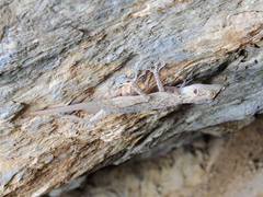 Ptyodactylus ruusaljibalicus