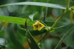 Capsicum geminifolium