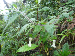 Jaltomata viridiflora