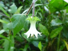 Jaltomata viridiflora