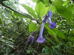 Iochroma calycinum