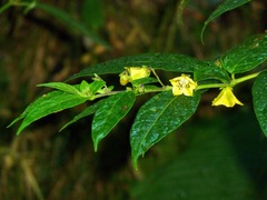 Capsicum geminifolium