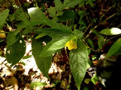 Capsicum geminifolium