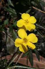 Hibbertia cuneiformis