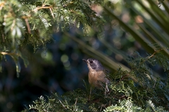 Telophorus olivaceus