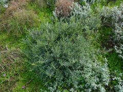 Heterolepis peduncularis