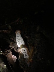 Staheliomyces cinctus