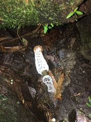 Staheliomyces cinctus