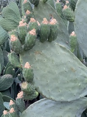 Opuntia