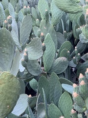 Opuntia