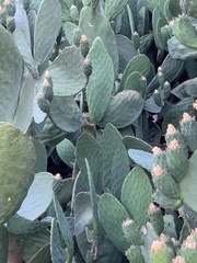 Opuntia