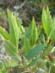 Nidorella ivifolia