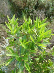 Nidorella ivifolia