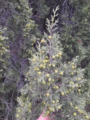 Juniperus phoenicea