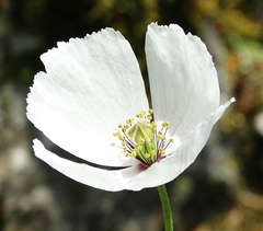 Papaver dubium austromoravicum