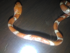 Imantodes gemmistratus