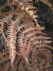 Pteridium tauricum