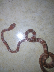 Imantodes gemmistratus