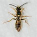 Nomada sulphurata - Photo (c) Royal Tyler, some rights reserved (CC BY-NC-SA), uploaded by Royal Tyler