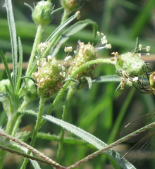 Plantago arenaria