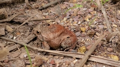 Physalaemus nattereri