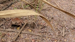 Physalaemus nattereri