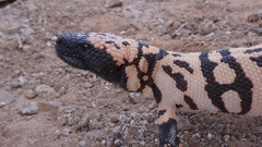 Heloderma suspectum cinctum