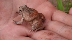 Physalaemus nattereri