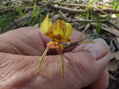 Diuris orientis × chryseopsis