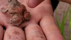 Physalaemus nattereri