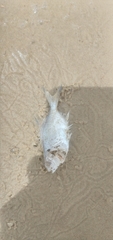 Trachinotus