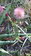 Noticastrum