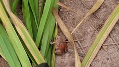 Physalaemus nattereri