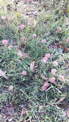 Noticastrum