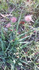 Noticastrum