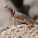 Sonoran Collared Lizard - Photo (c) jacobddowen, some rights reserved (CC BY-NC), uploaded by jacobddowen