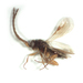 Megaspilidae - Photo (c) Benjamin Smith,  זכויות יוצרים חלקיות (CC BY)