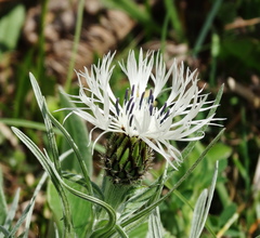 Centaurea napulifera