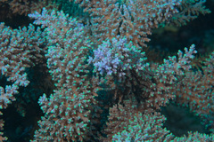 Acropora longicyathus