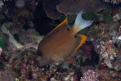 Ctenochaetus tominiensis