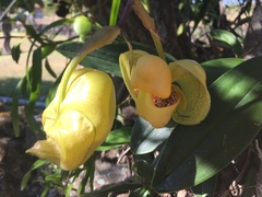 Coryanthes