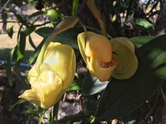 Coryanthes