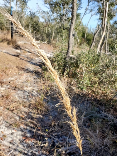 Image of Big Three-Awn (Aristida condensata) by (c) Tom Field, some rights reserved (CC BY)