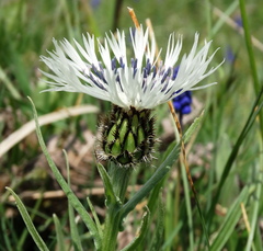 Centaurea napulifera