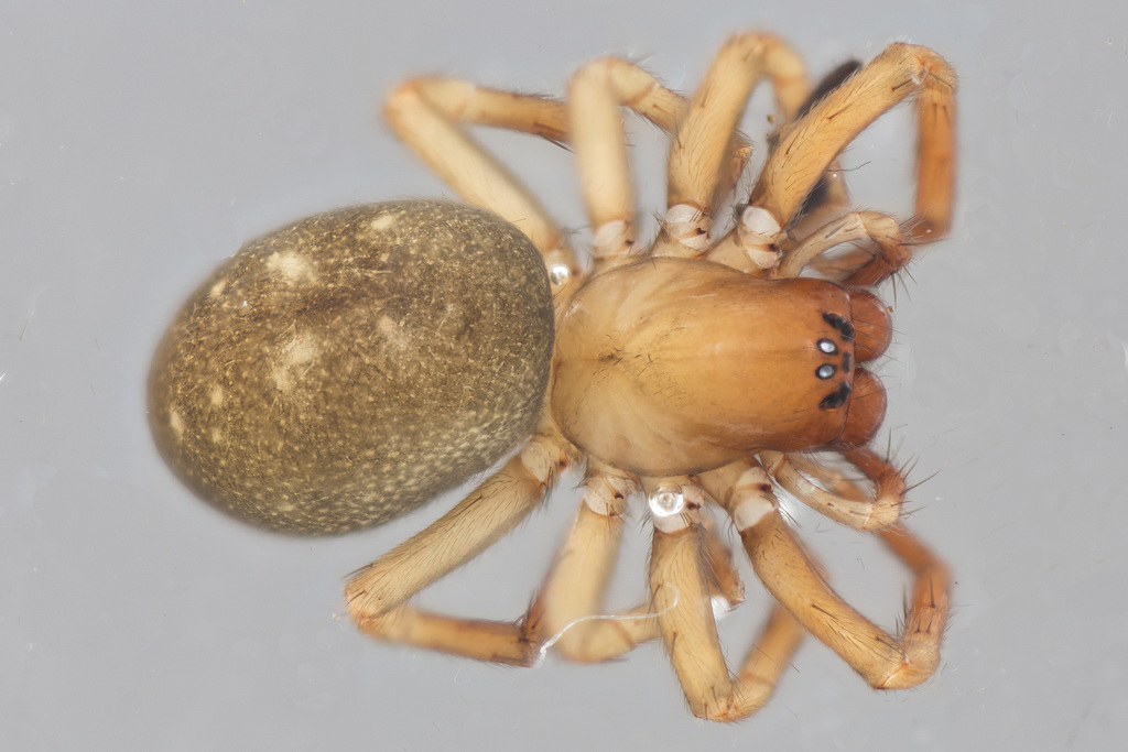 Cybaeopsis armipotens