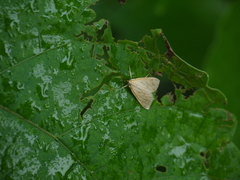 Ecpyrrhorrhoe damastesalis