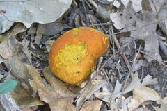 Calvatia rugosa
