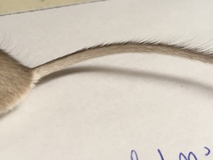 Chaetodipus penicillatus
