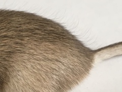 Chaetodipus penicillatus