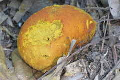 Calvatia rugosa